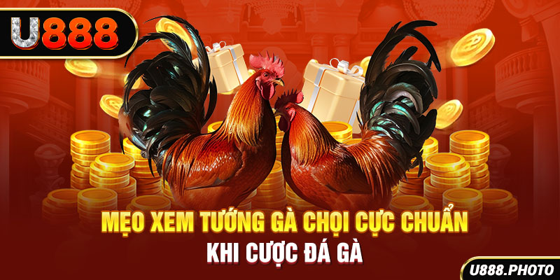 Mẹo xem tướng gà chọi cực chuẩn khi cược đá gà