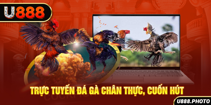 Trực tuyến đá gà chân thực, cuốn hút