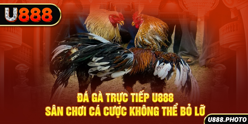 Đá Gà Trực Tiếp U888 - Sân Chơi Cá Cược Không Thể Bỏ Lỡ