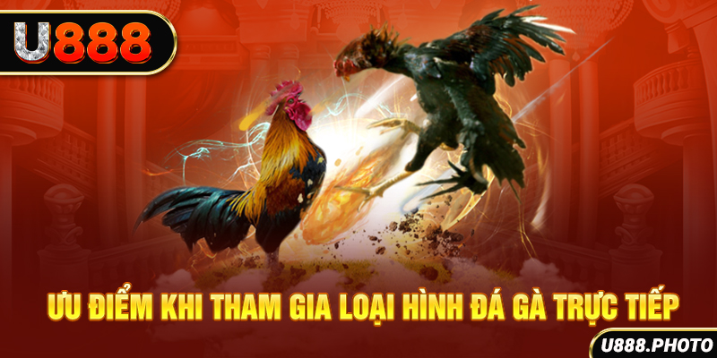 Ưu điểm khi tham gia loại hình đá gà trực tiếp